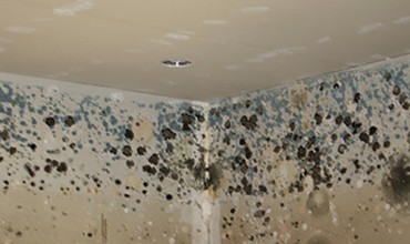 You Should Be Alarmed By The Health Risks Of Having Mold In Your House!